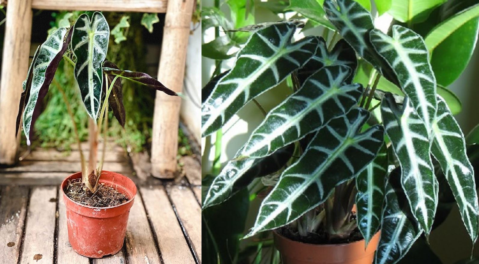 C&aacute;ch trồng c&acirc;y M&ocirc;n Quan &Acirc;m